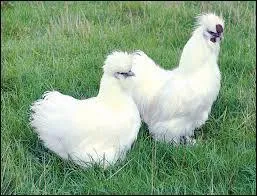 Apr&egrave;s quel volatile Mr. Bean court-il pour r&eacute;cup&eacute;rer son ticket de bus ?