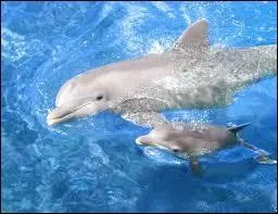 De quoi se nourrissent les bébés dauphins ?