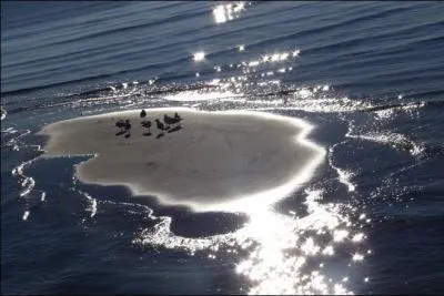 Bien installé dans votre cocotier, retrouvez l' auteur de ce grand roman (prix interallié 2005). Daniel, le héros de ce roman, vit sur l' île de Langarotte. Il se décrit comme le zarathoustra des classes moyennes.