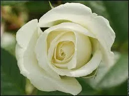 La marchande le laissa-t-il partir après le vol de fleurs ?