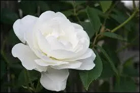 En arrivant, qu'apprend-il ?