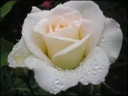 Par quoi sa mère avait-elle les yeux flétris ?