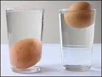 Un uf frais du jour plongé dans l'eau froide flotte.