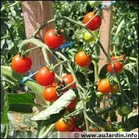 Dès le début du Moyen Âge, la tomate était connue dans nos régions.