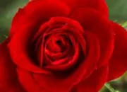 Quiz Mignonne, allons voir si la rose