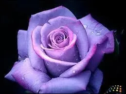 Comment sa robe est-elle ?