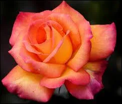 À quel teint celui de la rose ressemble-t-il ?