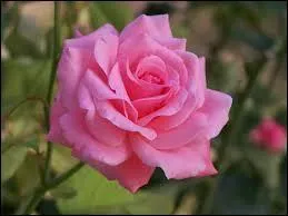 Las ! Las ! Ses beautés laissez ...