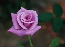 Ô vraiment marastre ...