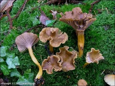 Ces champignons ont l'air délicieux, quel est son nom ?