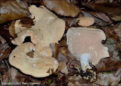 Ce champignon porte le nom de...