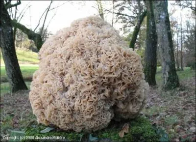 Celui-ci a une forme bien drôle, je vais le ramasser, je suis sûr que je vais faire quelque chose de très bon. C'est le...