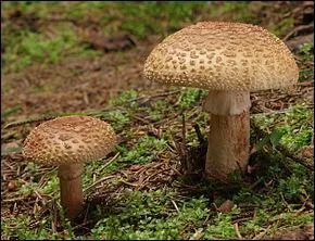 En marchant, j'en rencontre un, trouvez moi le nom de ce champignon !