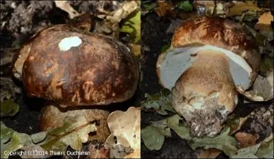 Peu de temps après, je rencontre un _______ sur mon chemin.