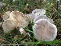 Quel est ce champignon ?