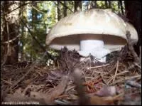 Allez-vous reconnaître ce champignon ?