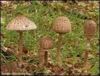 Reconnaissez-vous celui-là ?