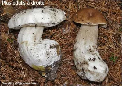 Sur mon chemin, je viens de croiser ce drôle de champignon. Quel est son nom ?