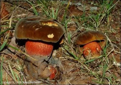 Comment s'appelle ce champignon ?