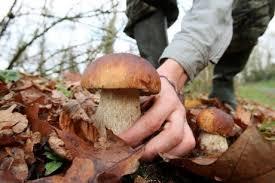 Quiz Champignons