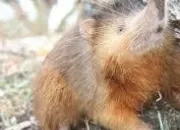 Quiz Animaux des Amériques (6) - Le solénodon de Haïti