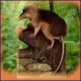 Qu'a-t-on cru tout au long tout au long du XIXe si&egrave;cle ?