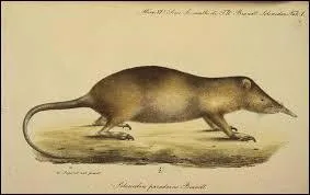 En quelle ann&eacute;e a-t-on retrouv&eacute; un sp&eacute;cimen ?