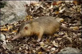 O&ugrave; vit la premi&egrave;re sous-esp&egrave;ce ?