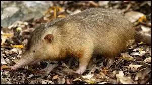 Le sol&eacute;nodon de Ha&iuml;ti est le plus ... insectivore du monde.