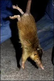 Quelle est sa longueur moyenne ?