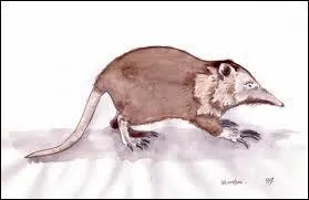 Sa queue est-elle presque aussi longue que son corps ?