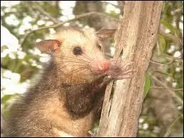 Combien d'animaux ont la m&ecirc;me dentition que cet animal ?