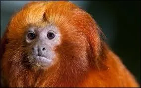 Généralement, combien d'individus composent un groupe ?