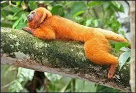 Combien de temps la gestation de la femelle dure-t-elle ?