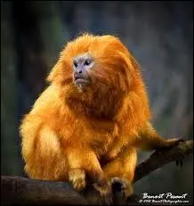 Au minimum, sa taille est de :