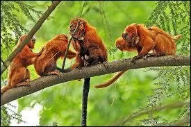 Qu'en est-il du maximum ?