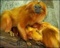 Quelle est la longueur de sa queue ?