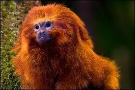 Qu'en est-il de son poids maximal ?