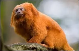 Dans la nature, combien d'années cet animal peut-il vivre ?