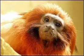 Et s'il est élevé en captivité ?