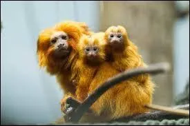 Le tamarin-lion :