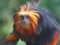 Quiz Primates