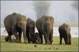 En moyenne, combien de petits naissent à la fois ?