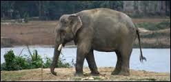 L'éléphant d'Asie est :