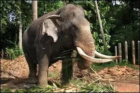 Quelle est, en moyenne, la longueur de l'éléphant d'Asie ?