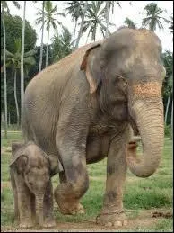 Chez les éléphants, qui porte des défenses ?