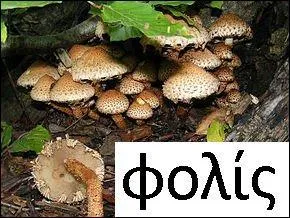 Ce champignon tire son nom d'un substantif grec qui désigne une écaille de reptile.