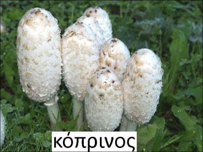 Quel champignon, censé pousser sur le fumier, est appelé l'« excrémentiel » ?