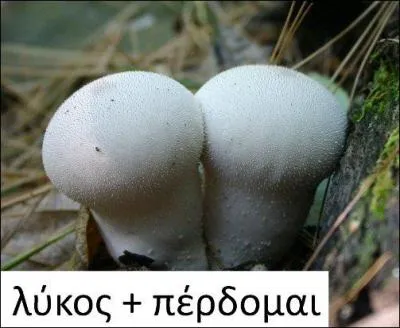 Autre nom de la vesse-de-loup qui a rigoureusement le même sens : « pet de loup ».