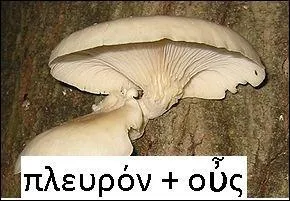 Ce champignon possède un pied qui pousse de côté et ressemble à une oreille ; de là son nom, formé sur les mots grecs « côté » et « oreille ».
